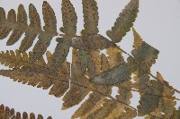 毛軸假蹄蓋蕨藏品圖，第4張