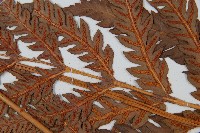 日本狗脊蕨藏品圖，第4張