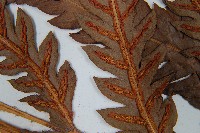 日本狗脊蕨藏品圖，第5張