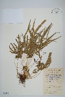 鳳尾蕨藏品圖，第1張