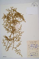 過山龍藏品圖，第1張