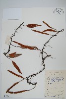 石葦藏品圖，第1張