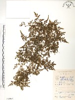 海金沙藏品圖，第1張