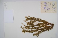 華南馬尾杉藏品圖，第1張