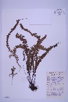 生芽鐵角蕨藏品圖，第1張