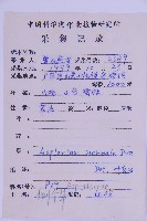 生芽鐵角蕨藏品圖，第2張