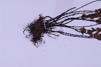 生芽鐵角蕨藏品圖，第3張