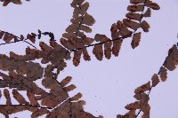 生芽鐵角蕨藏品圖，第4張