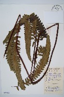 黑桫蕨藏品圖，第1張