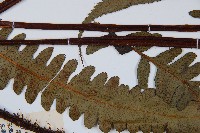 黑桫蕨藏品圖，第4張