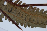 黑桫蕨藏品圖，第5張