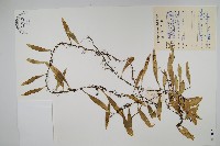 骨牌蕨藏品圖，第1張