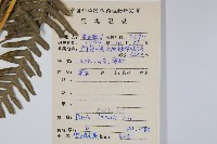 三角脈鳳尾蕨藏品圖，第2張