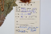 粗裂複葉耳蕨藏品圖，第2張