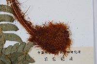 粗裂複葉耳蕨藏品圖，第3張