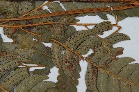 粗裂複葉耳蕨藏品圖，第4張