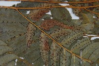 粗裂複葉耳蕨藏品圖，第5張