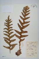 登錄號:P009055藏品圖，第1張