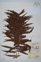 登錄號:P009056藏品圖，第1張