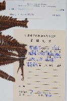 登錄號:P009056藏品圖，第2張