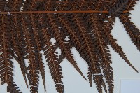 登錄號:P009056藏品圖，第3張