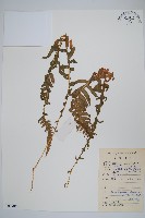 翅軸假金星蕨、短柄卵果蕨藏品圖，第1張