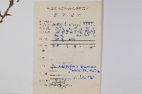 翅軸假金星蕨、短柄卵果蕨藏品圖，第2張