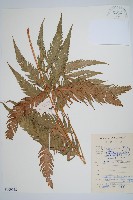 登錄號:P009058藏品圖，第1張