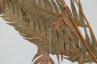 登錄號:P009058藏品圖，第3張