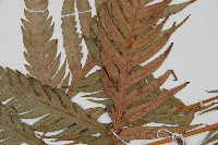 登錄號:P009058藏品圖，第4張