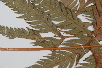 登錄號:P009058藏品圖，第5張