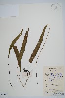 單葉雙蓋蕨藏品圖，第1張