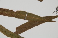 單葉雙蓋蕨藏品圖，第3張