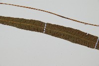 單葉雙蓋蕨藏品圖，第5張