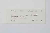 圓葉陵齒蕨藏品圖，第2張