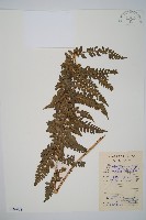 阿里山耳蕨藏品圖，第1張