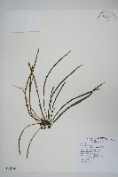 姬書帶蕨藏品圖，第1張