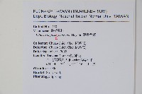 姬書帶蕨藏品圖，第2張