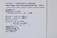 尖葉耳蕨藏品圖，第2張