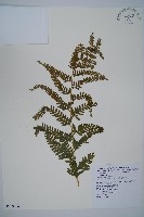 亞粗毛鱗蓋蕨藏品圖，第1張