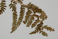 亞粗毛鱗蓋蕨藏品圖，第3張