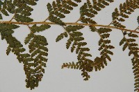 亞粗毛鱗蓋蕨藏品圖，第4張