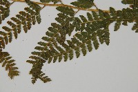 亞粗毛鱗蓋蕨藏品圖，第5張