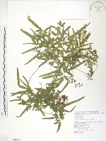 海金沙藏品圖，第1張