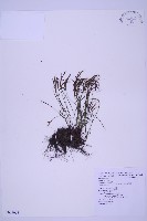 線葉鐵角蕨藏品圖，第1張