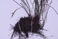 線葉鐵角蕨藏品圖，第4張