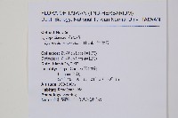 千層塔藏品圖，第2張