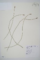 木賊藏品圖，第1張