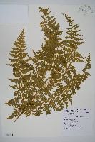 熱帶鱗蓋蕨藏品圖，第1張