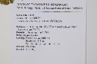 熱帶鱗蓋蕨藏品圖，第2張